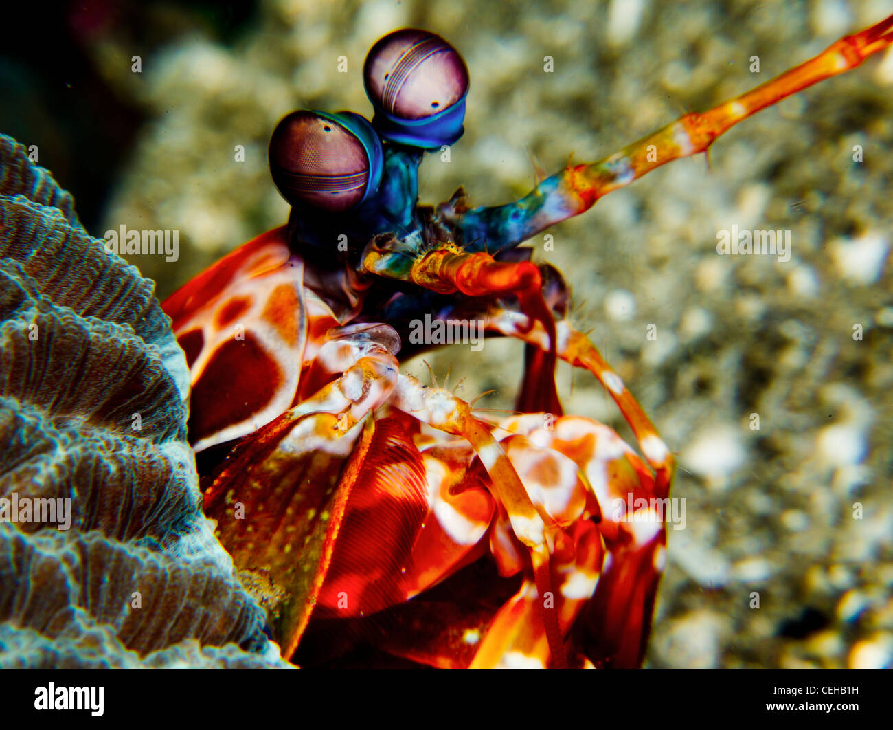 Peacock Mantis Shrimp Stock Photo