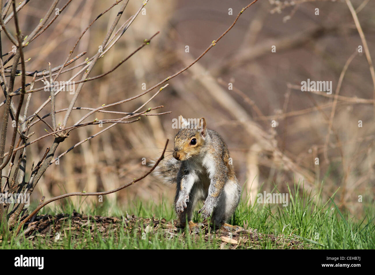 Eastern Gray Squirrel leaping Stock Photo