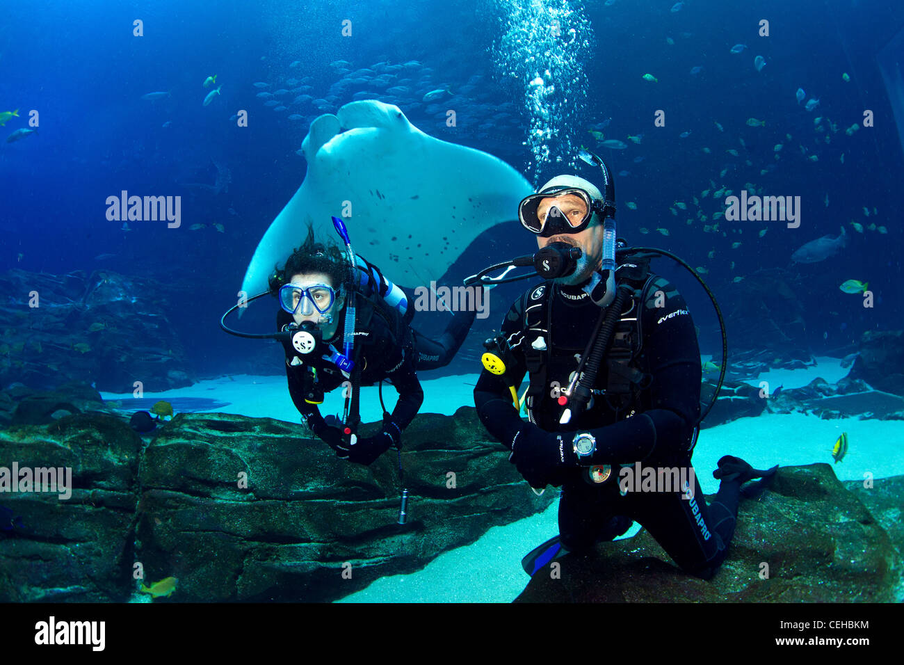 Scuba divers in the Aquarium Stock Photo Alamy