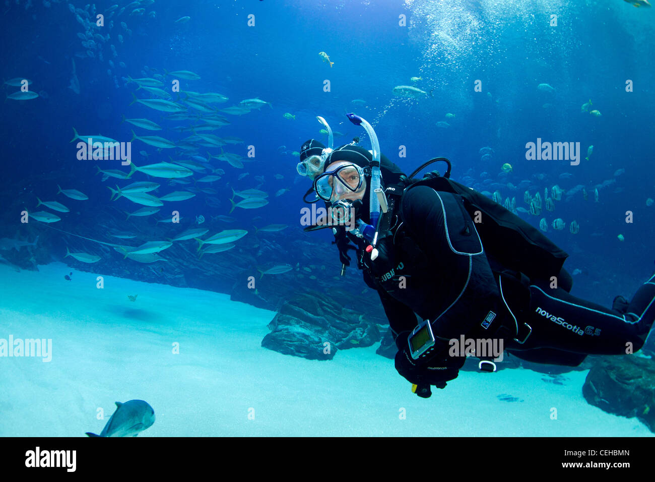 Scuba divers in the Georgia Aquarium Stock Photo