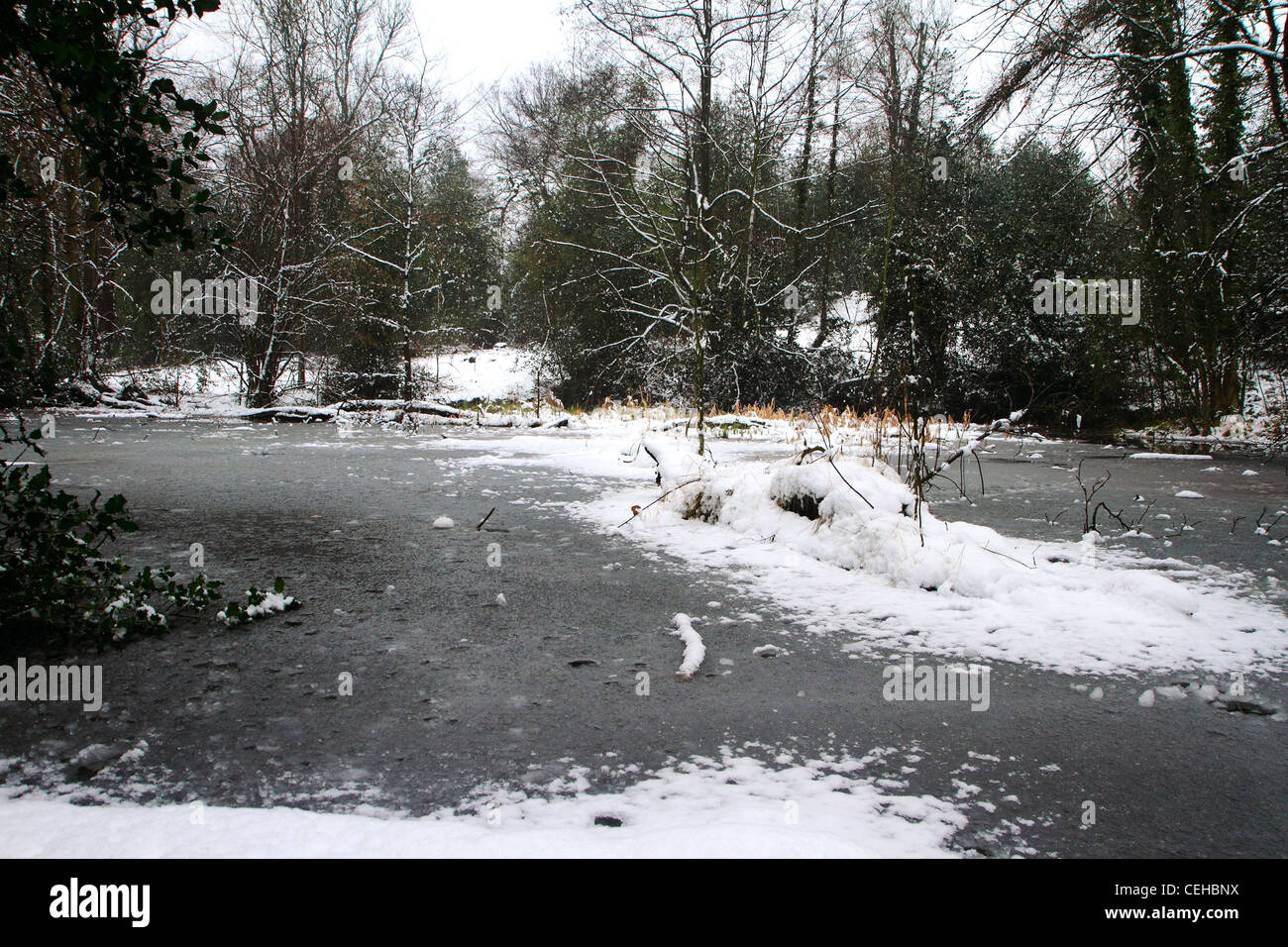 Frozen woodland pond, Kent, UK Stock Photo Alamy