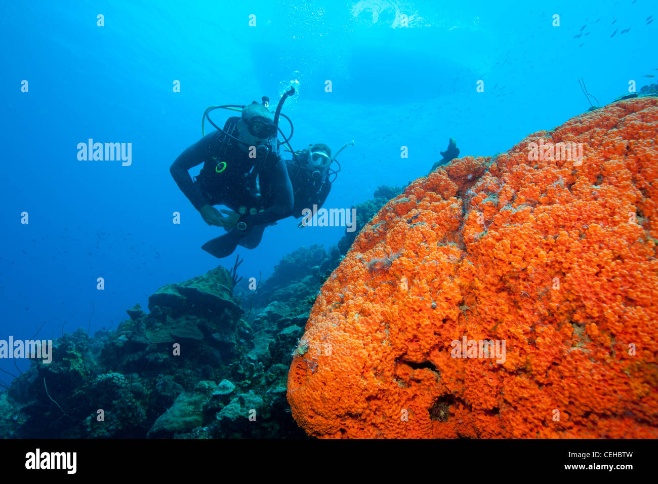 Scuba divers near Orange sponge Stock Photo