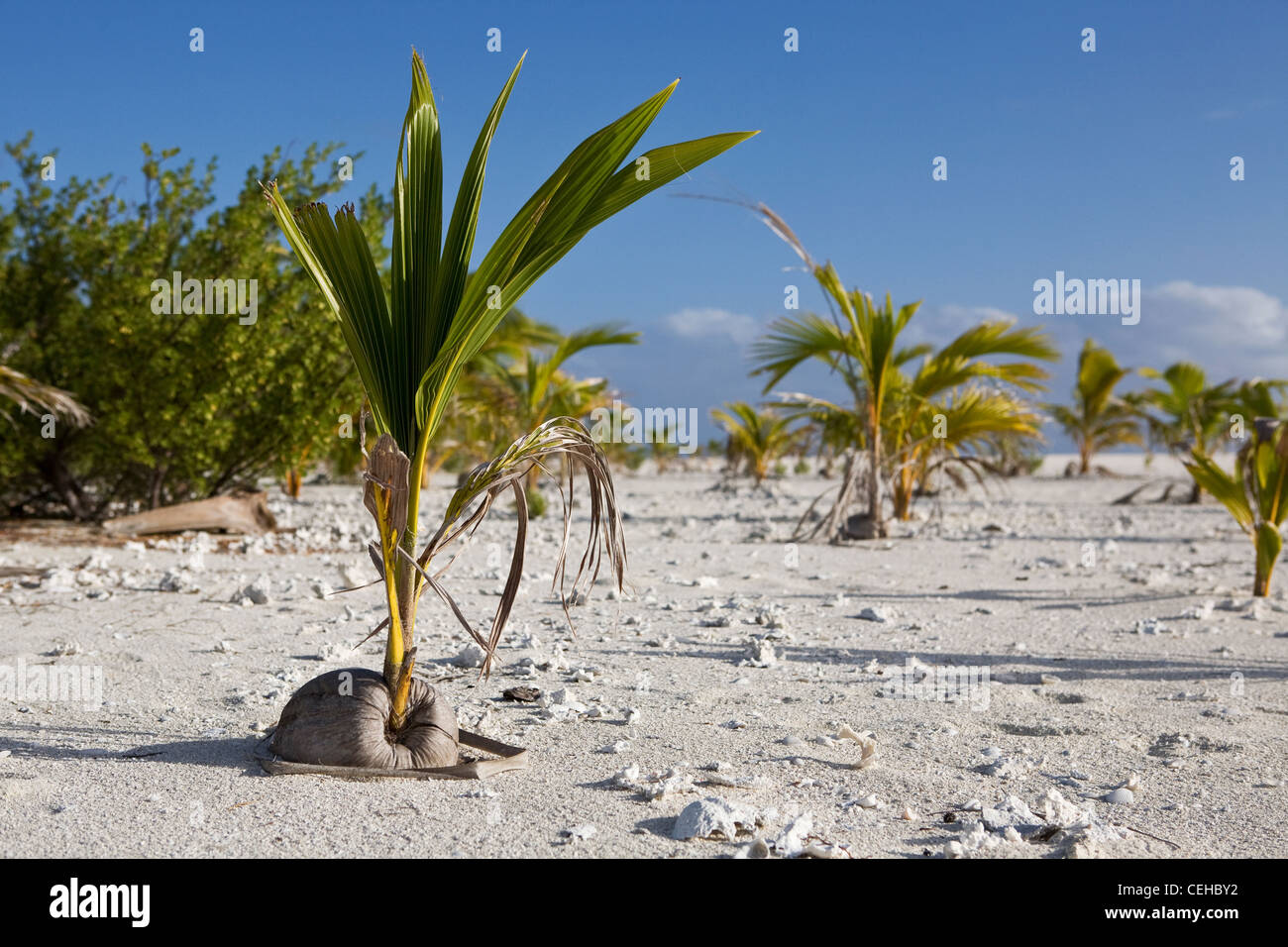 young coconut on the beach Stock Photo Alamy