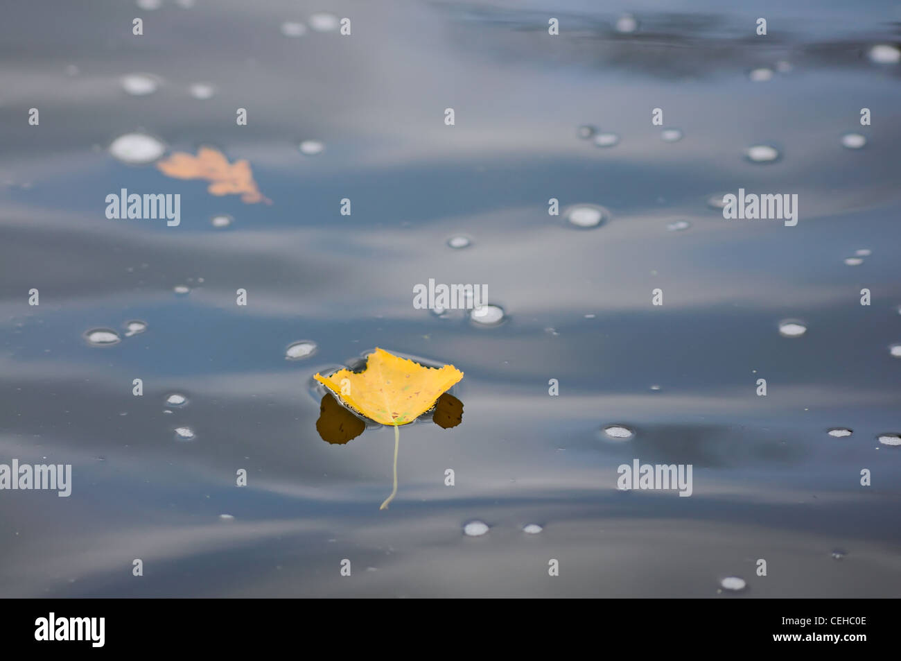 Yellow autumn leaf floating in water Stock Photo - Alamy