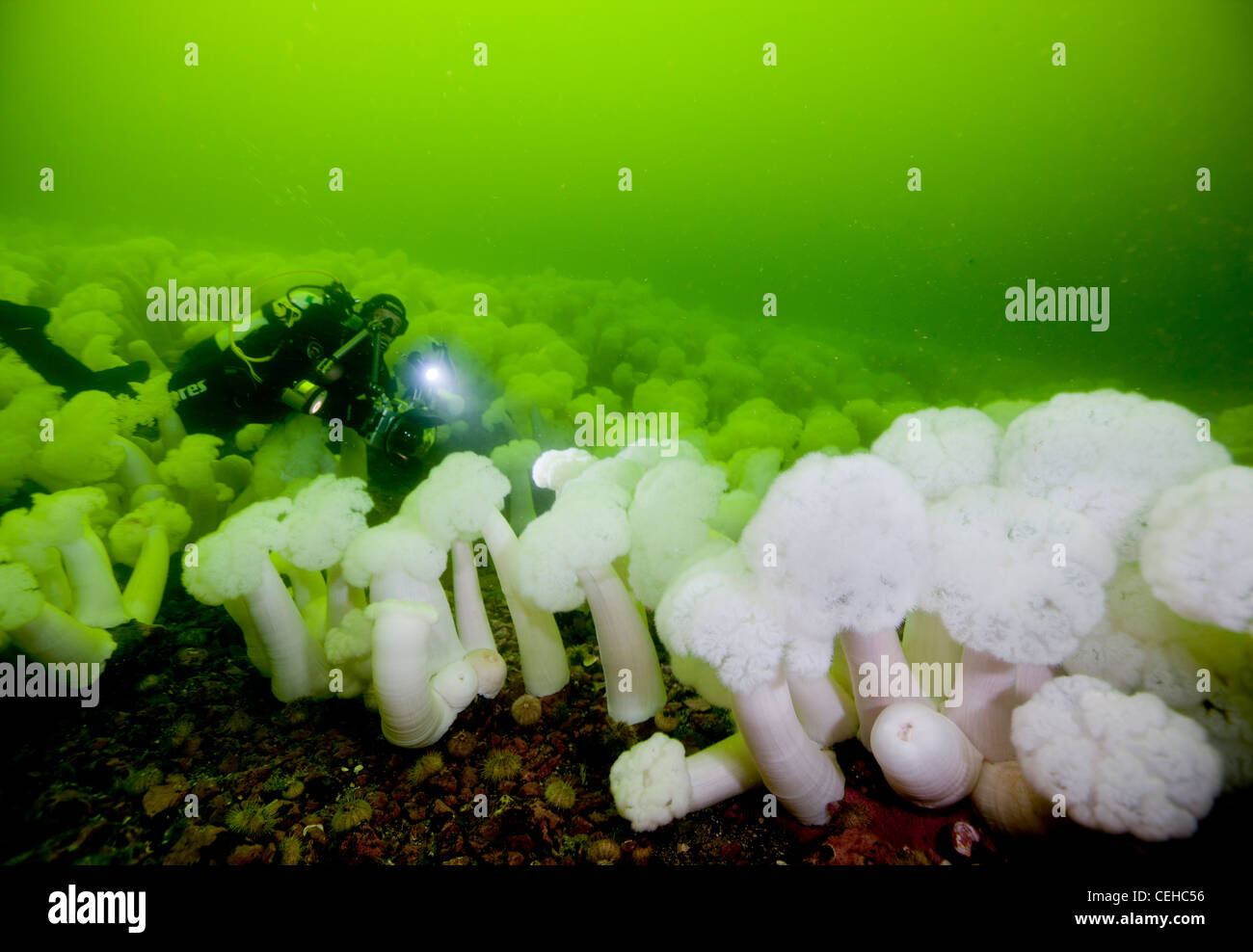 Photographer in field of plumose anemones Stock Photo