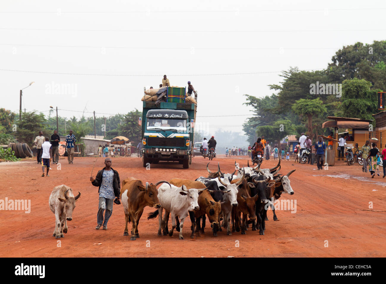 A herd of cows in the main street of Duekoué  Republic of Côte d'Ivoire Ivory Coast Stock Photo