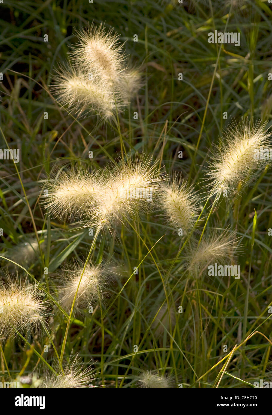 Fountain Grass Pennisetum alopecuroides 'Little Bunny' Stock Photo