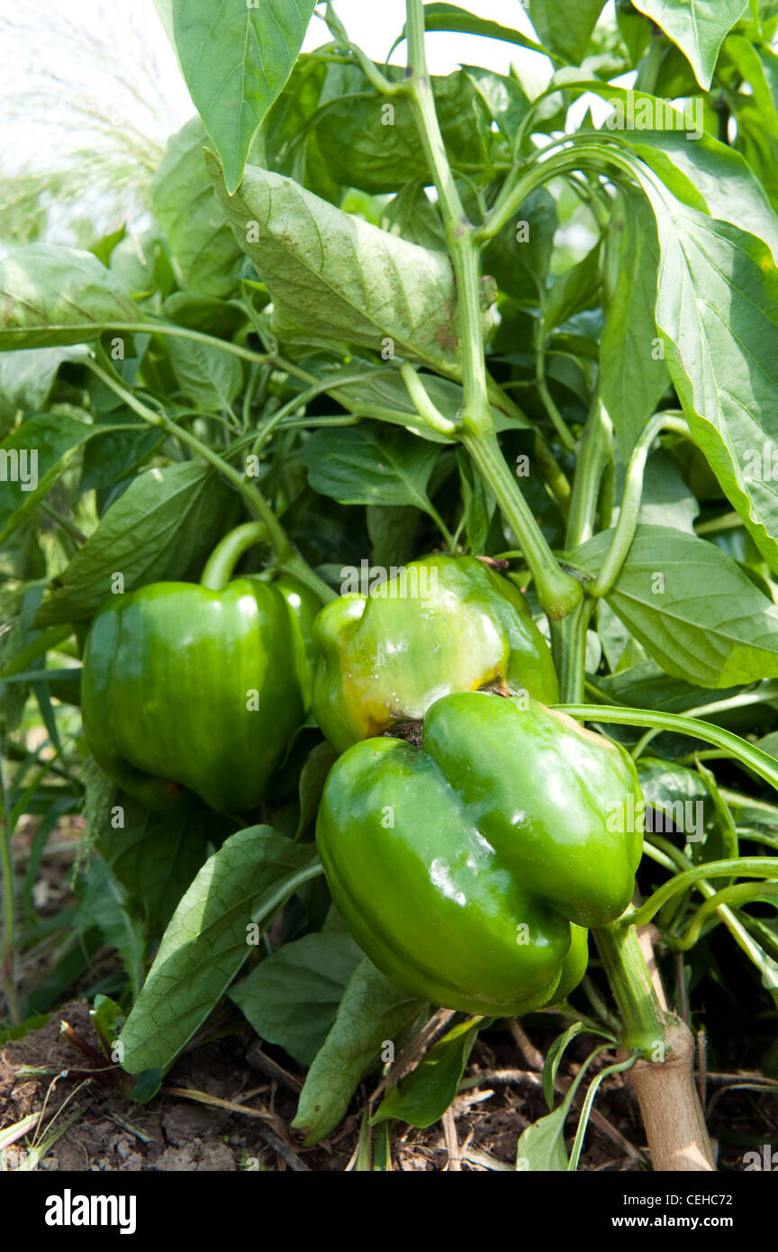 Green pepper peppers fruit hi-res stock photography and images - Alamy