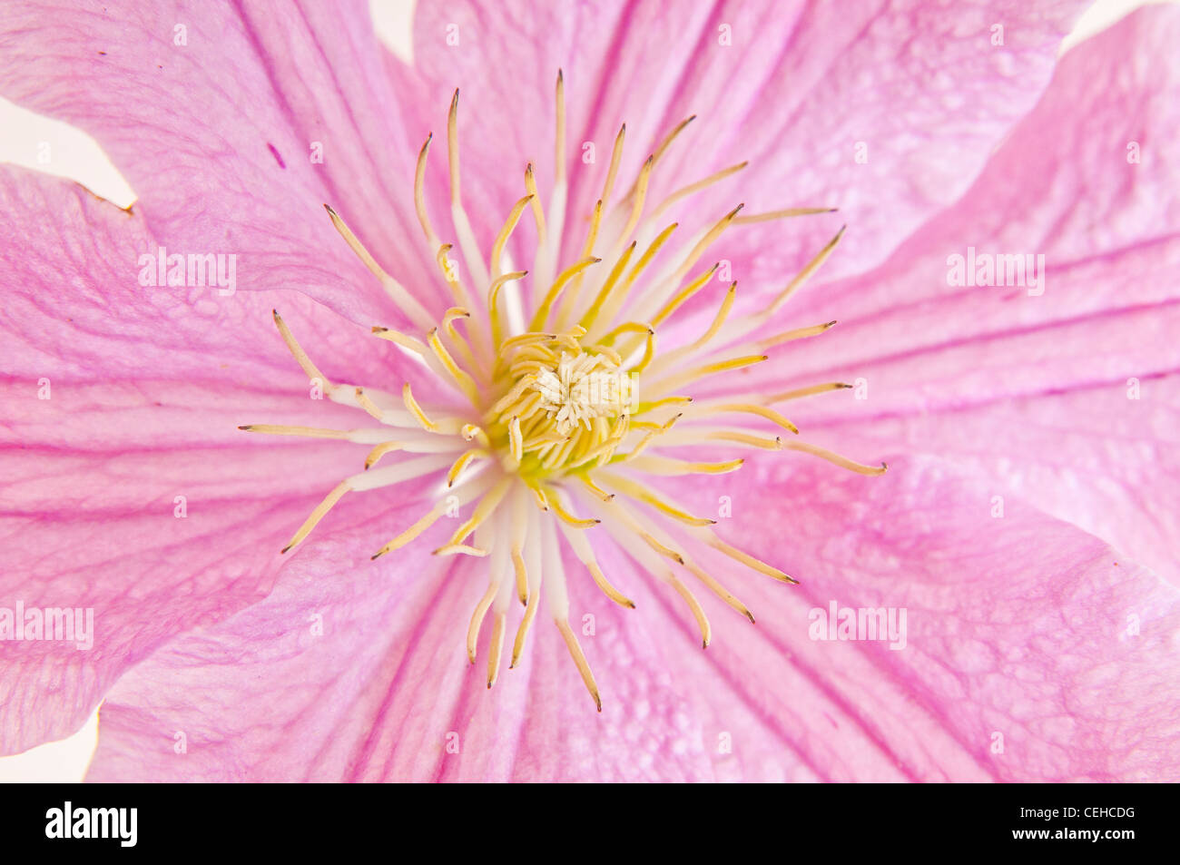 Close up studio shot of Clematis Stock Photo