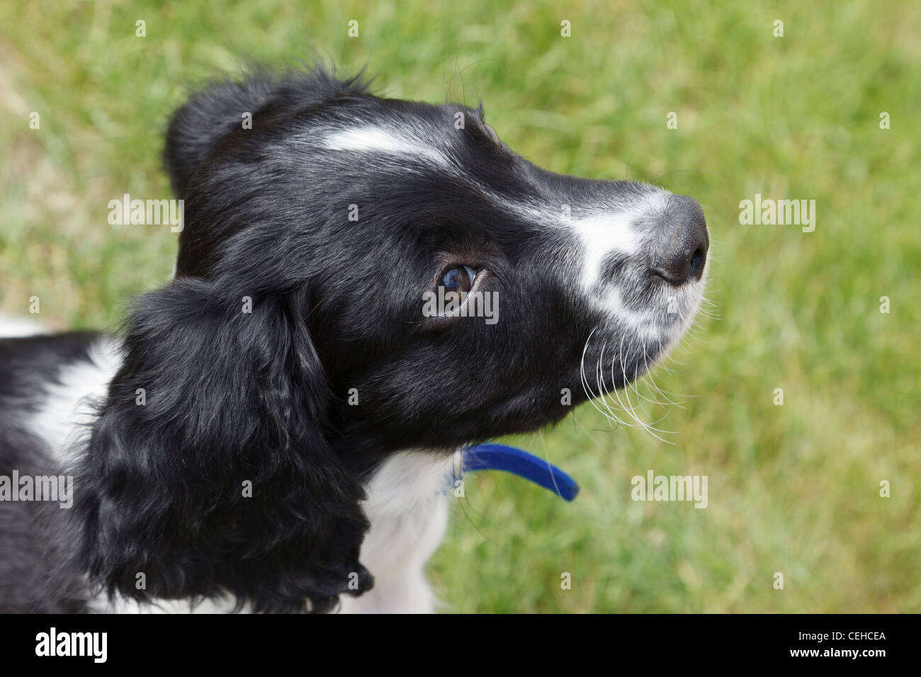 A ten week old black and white English Springer Spaniel puppy dog in a garden from above. England UK Britain Stock Photo