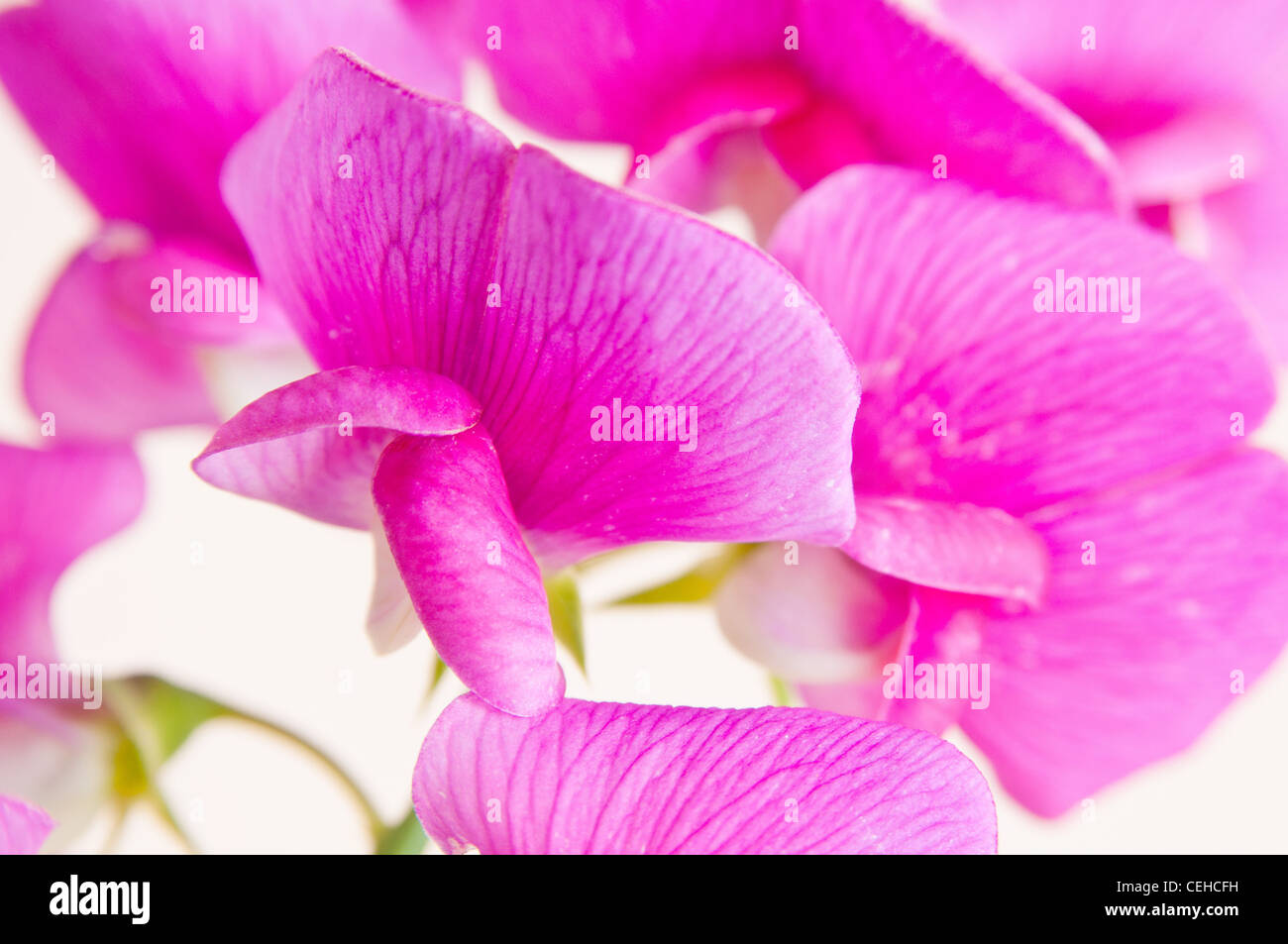 Close up studio shot of Sweet pea Stock Photo