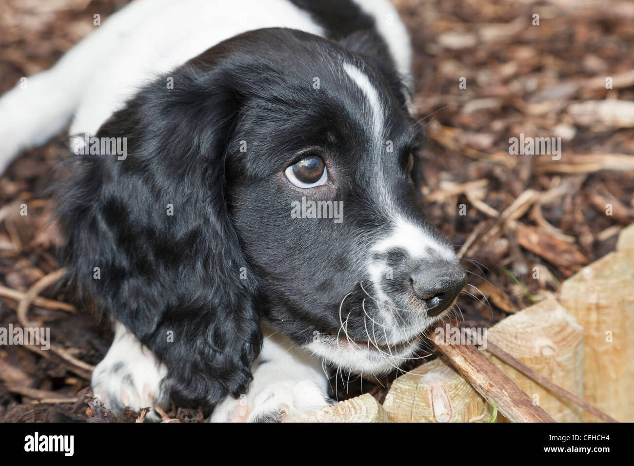 A ten week black and white English Springer Spaniel puppy dog chewing Stock Photo 43408992 Alamy