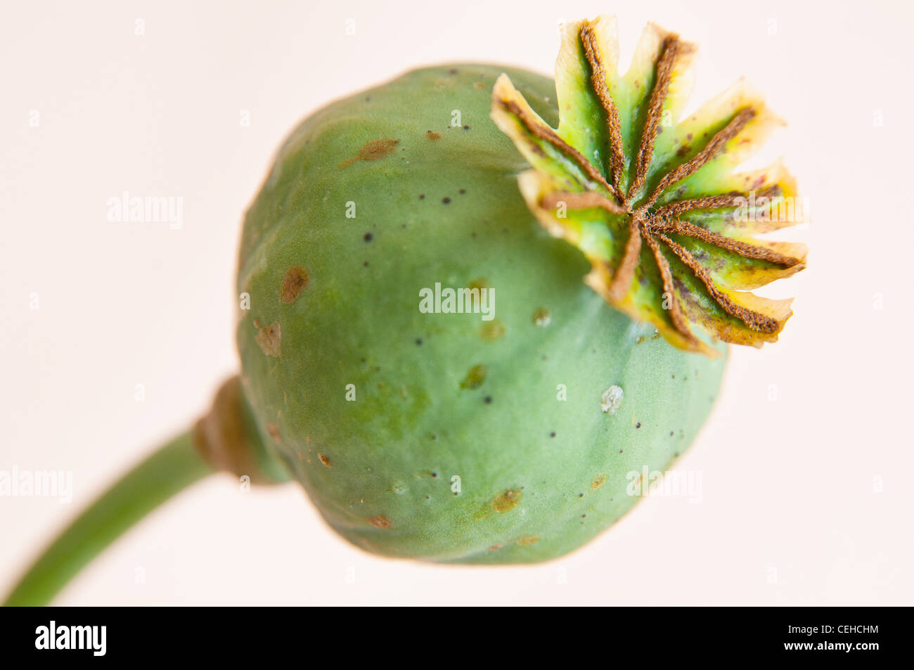 Green poppy seed head Stock Photo Alamy
