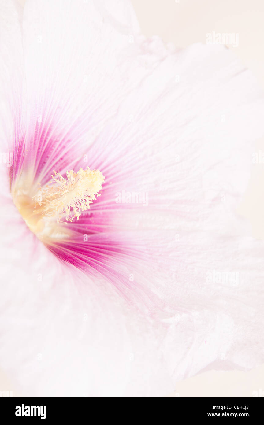 White hollyhock hi-res stock photography and images - Alamy