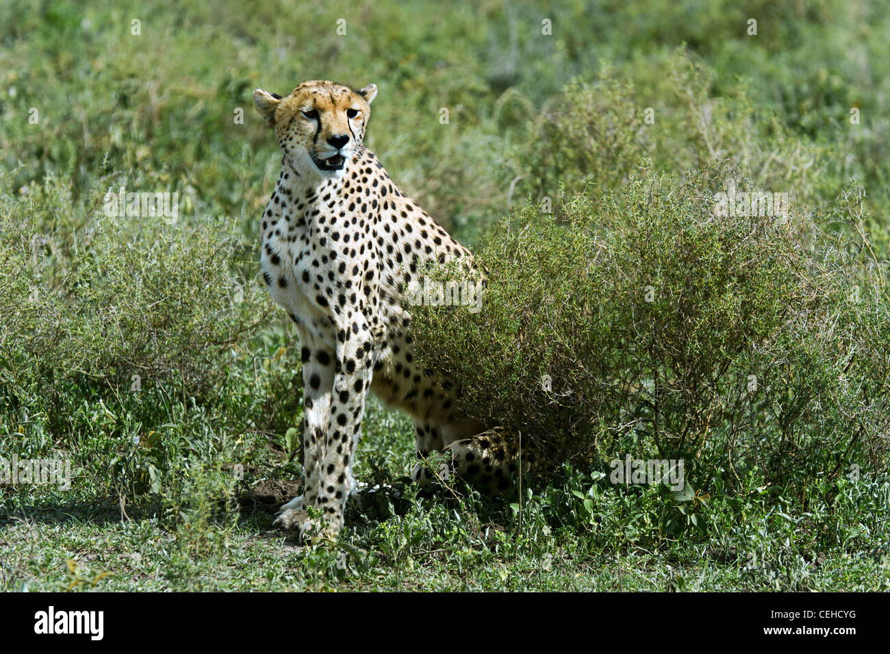 Cheetah (Acinonyx jubatus) resting after a hunt on the plains at Ndutu in Ngorongoro Conservation Area - Tanzania Stock Photo