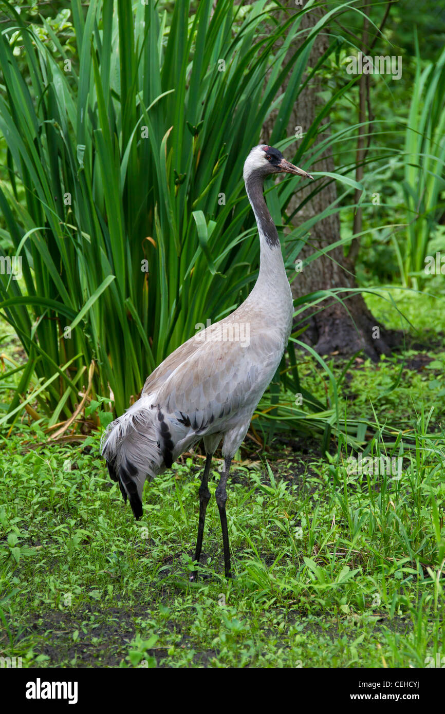 Eurasian Crane (Grus grus) in marshland, Germany Stock Photo