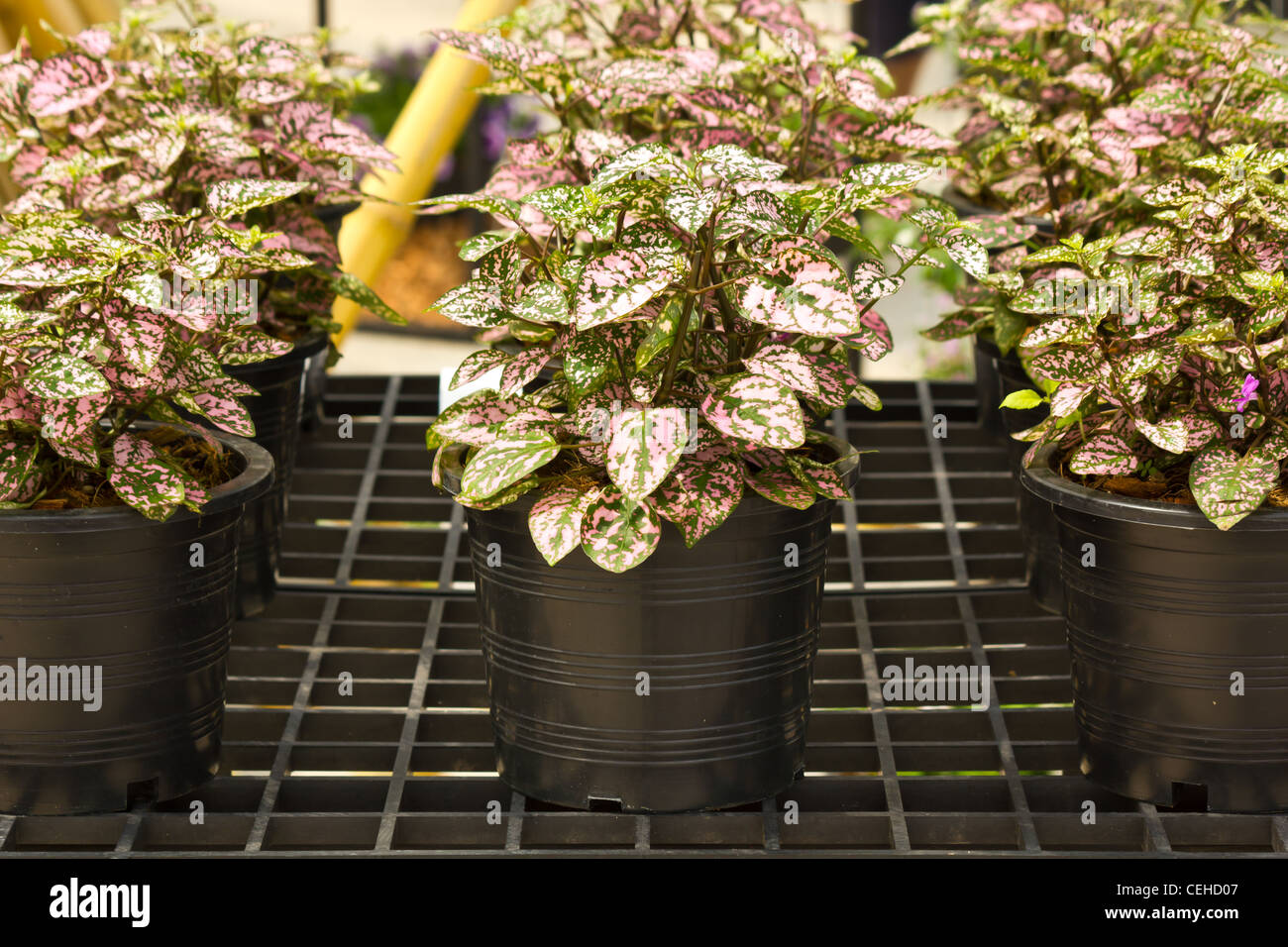 Ornamental plants in plastic pots in the row Stock Photo Alamy