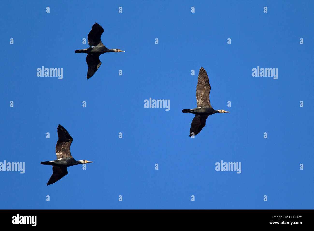 Great Cormorants (Phalacrocorax carbo) flying in formation, Germany
