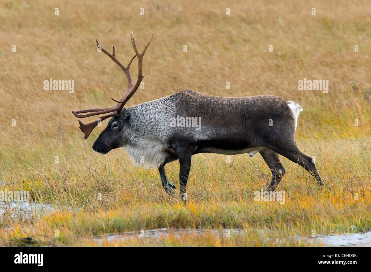 Reindeer (Rangifer tarandus) bull on the tundra in autumn, Lapland, Sweden Stock Photo