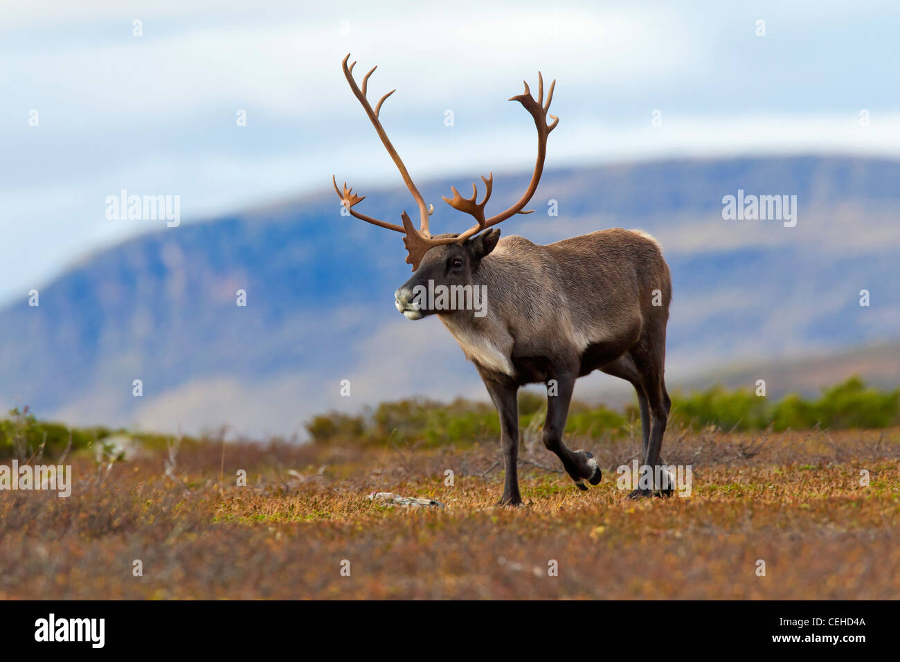 Reindeer (Rangifer tarandus) bull on the tundra in autumn, Lapland, Sweden Stock Photo