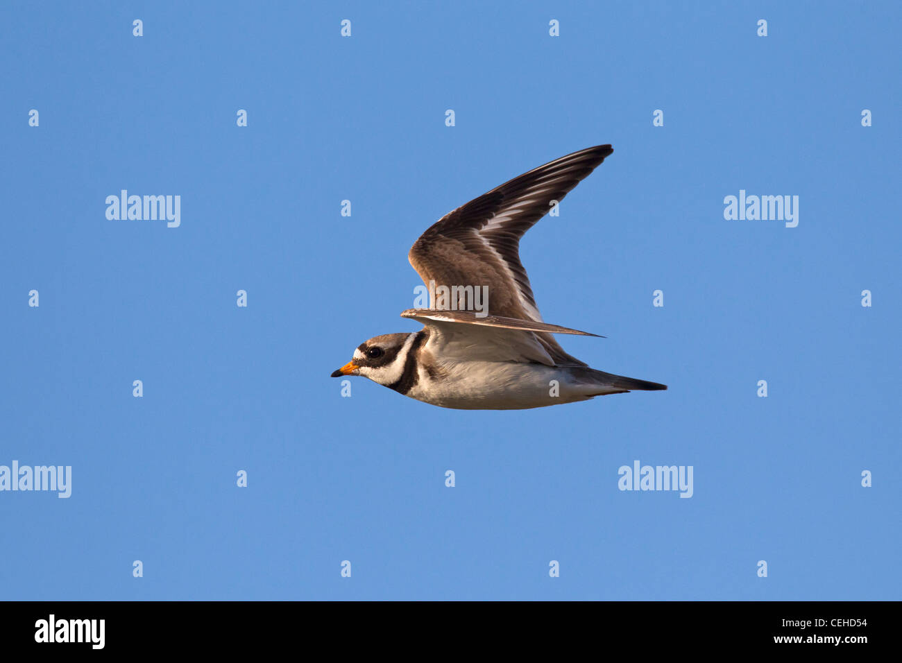 Common ringed plover (Charadrius hiaticula) in flight Stock Photo - Alamy