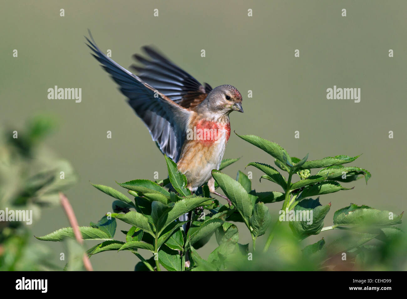 Wings linnet hi-res stock photography and images - Alamy