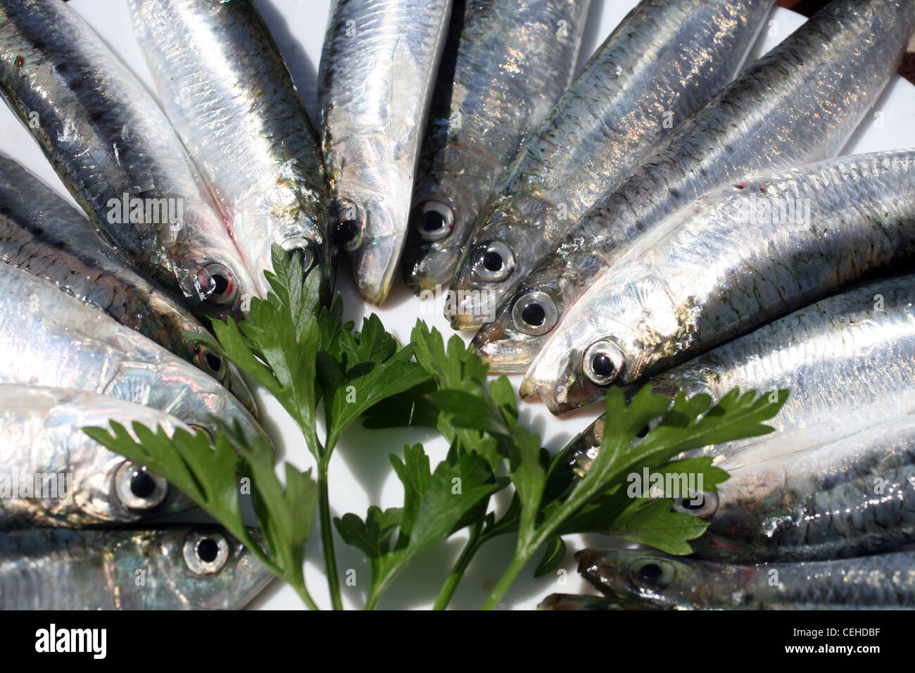Display of sardines hires stock photography and images Alamy