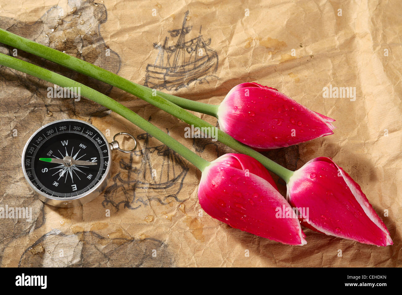 Compass and tulips on a old marine map with image of sailers Stock Photo