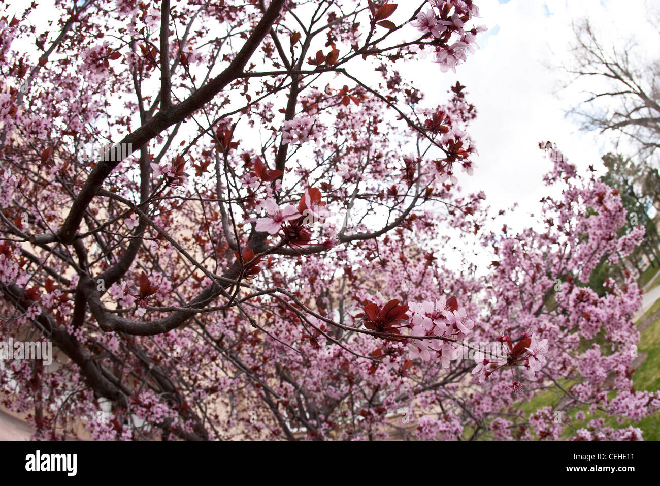 Cherry blossom buds opening hi-res stock photography and images - Alamy