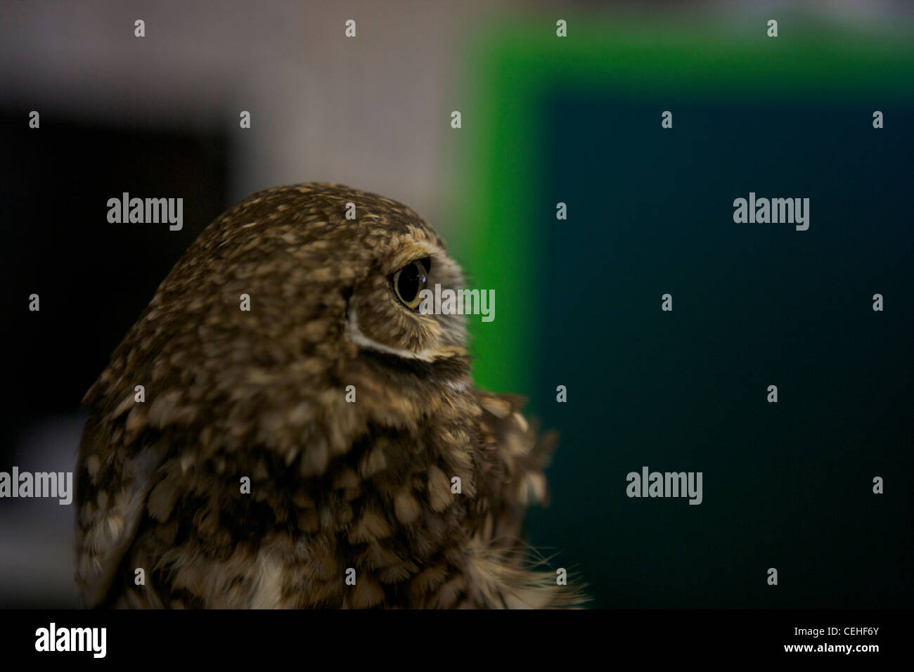 profile view of Burrowing owl in a classroom, educational rescue bird. Stock Photo