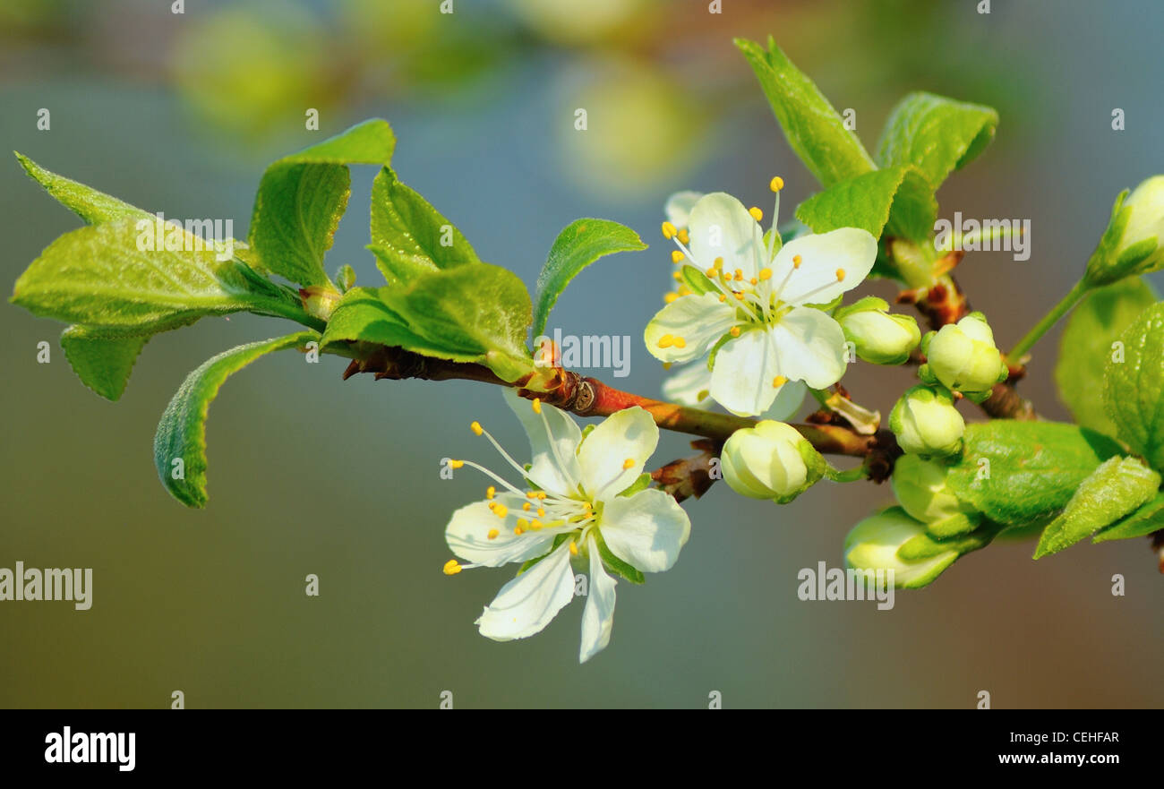 Cherry blossom image hi-res stock photography and images - Alamy
