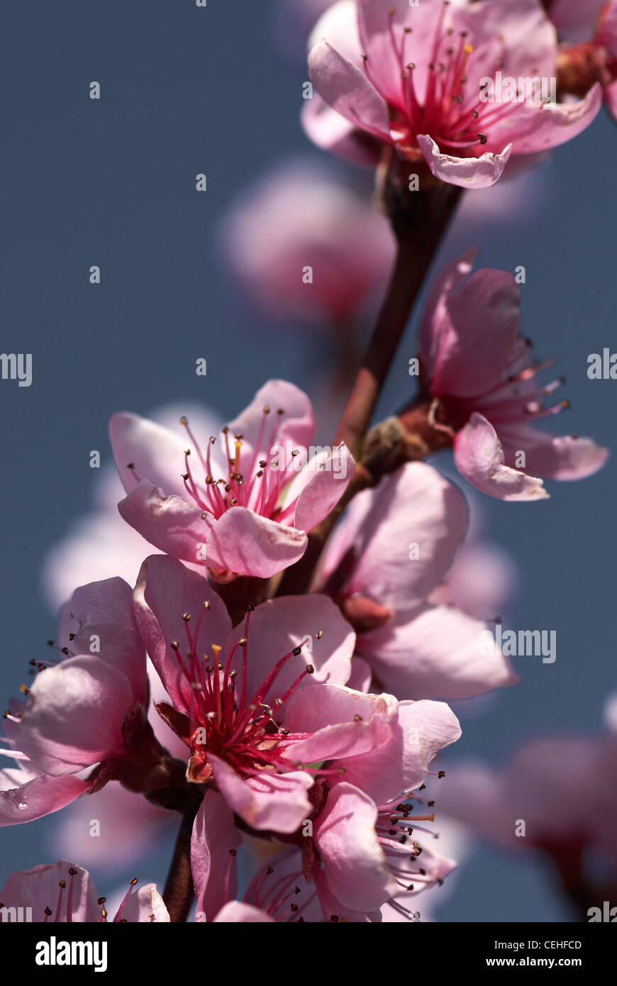 Peach tree flowers Stock Photo Alamy