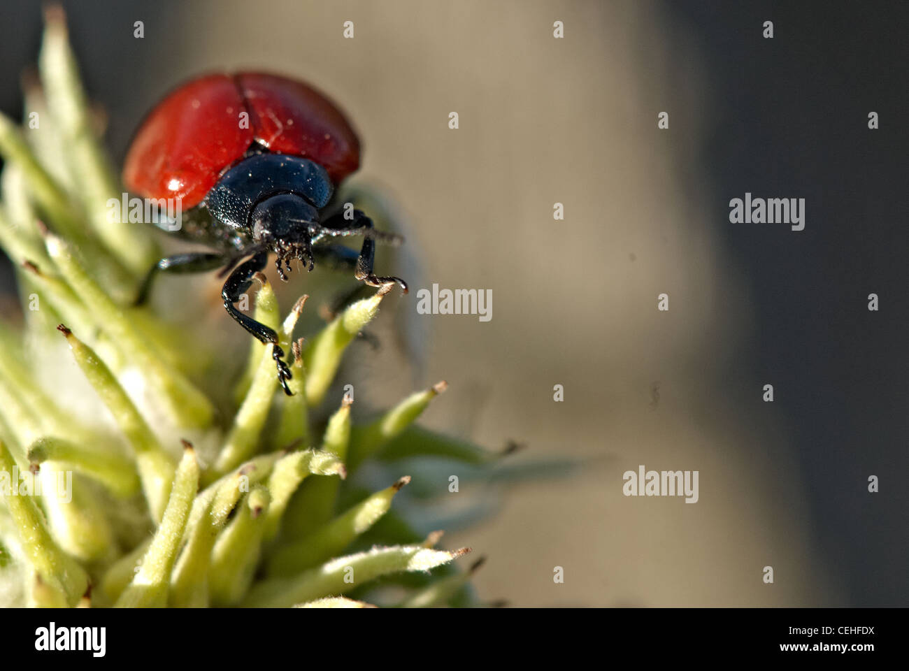 Lady bird climbing a flower Stock Photo - Alamy