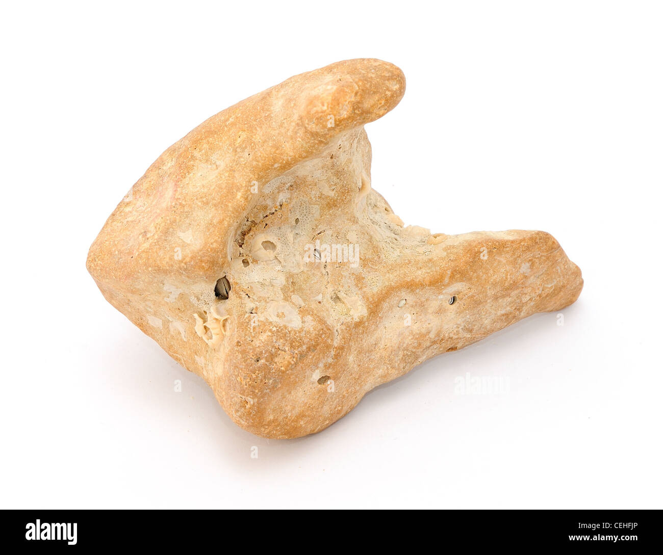 Sea stone with small shell inside of stone. Stock Photo