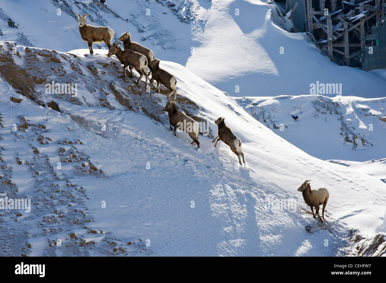Rocky Mountain bighorn sheep, Ovis Canadensis, in winter, Monarch Pass, Colorado, USA Stock Photo