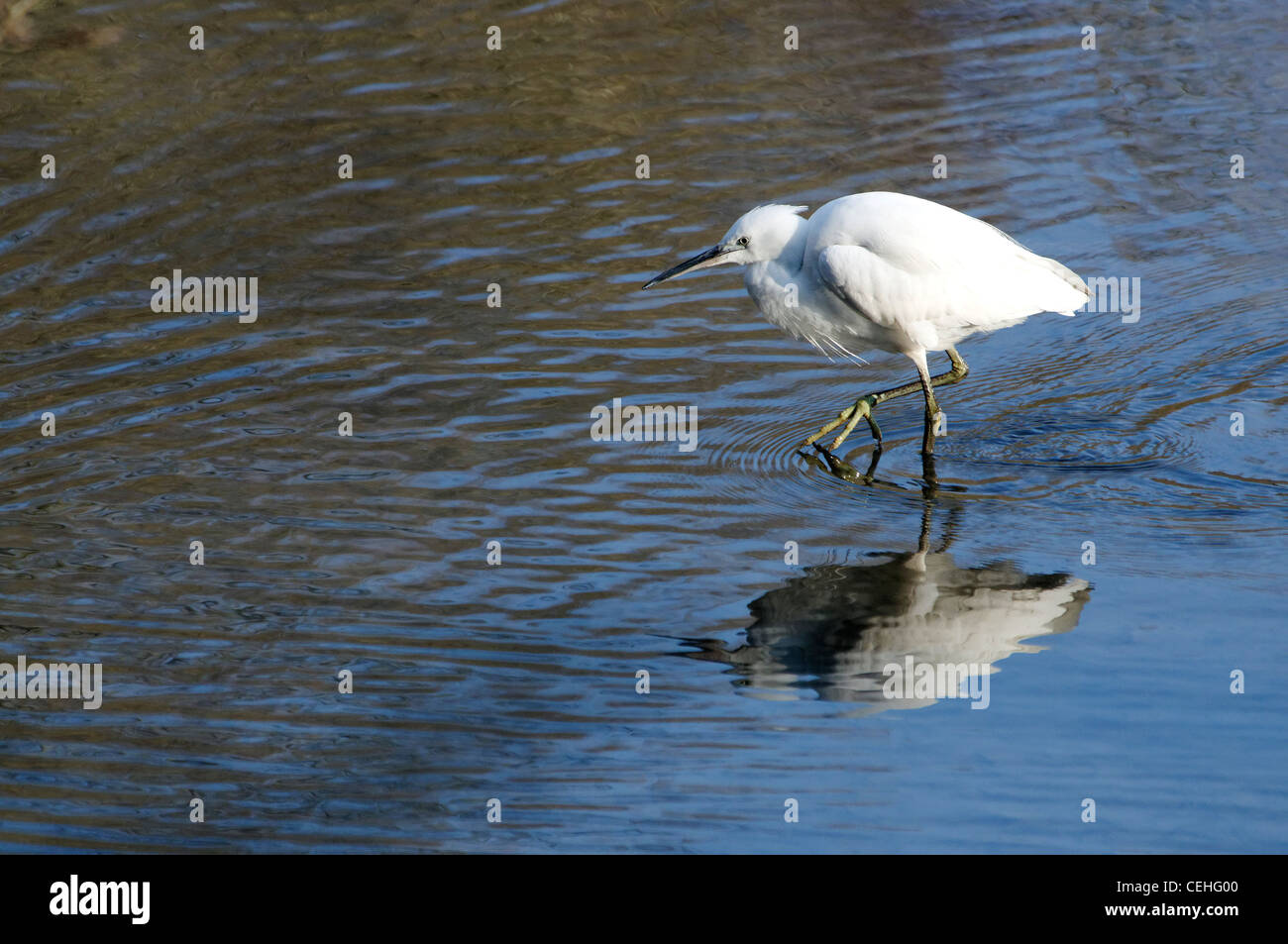 A Little Egret walking through water Stock Photo