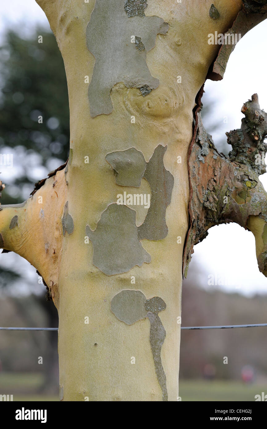 Lime tree bark hires stock photography and images Alamy