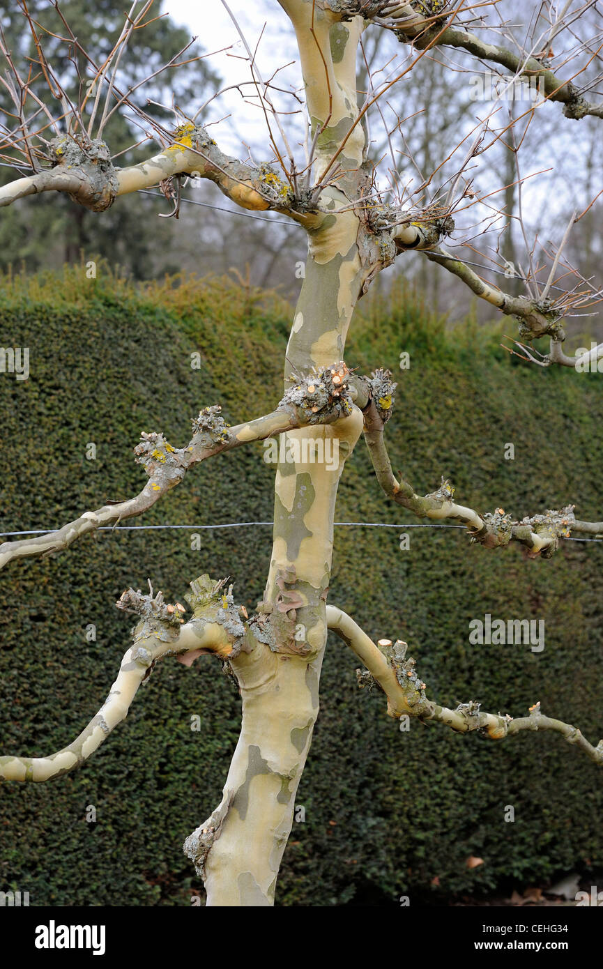 lime tree in autumn england uk Stock Photo Alamy