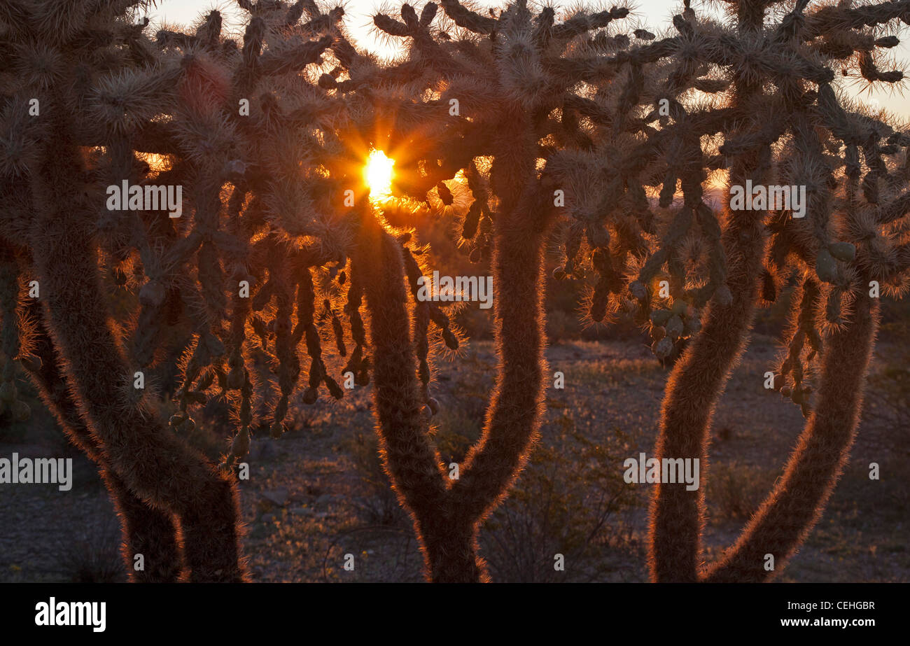 Ajo, Arizona Chainfruit cholla cactus in Organ Pipe Cactus National