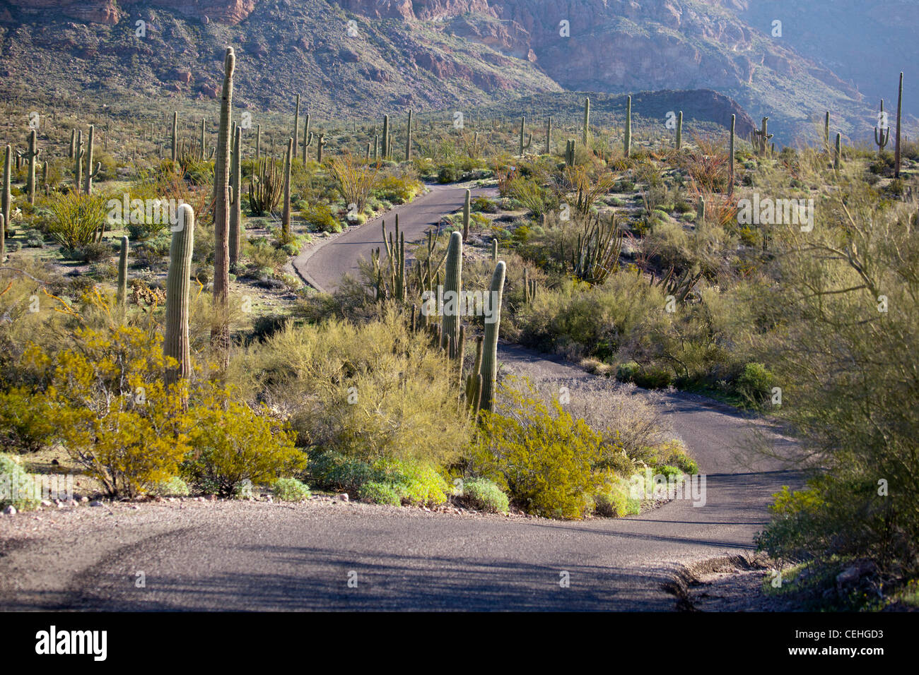 Ajo, Arizona Saguaro cactus along the Ajo Mountain Drive in Organ