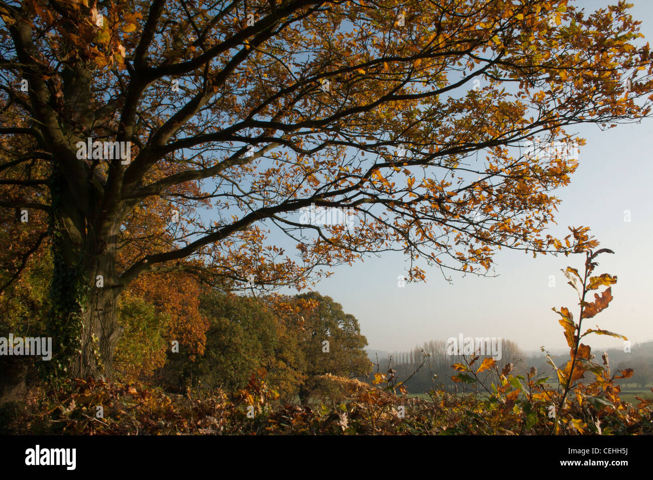 Autumn trees, Oaks in Charnwood, Leicestershire Stock Photo Alamy