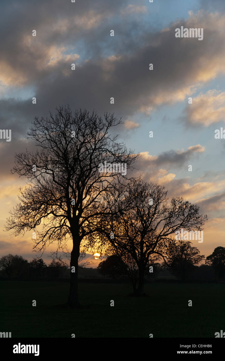 Tree silhouette and sunset Grendon near Polesworth/Atherstone Warwickshire. Stock Photo