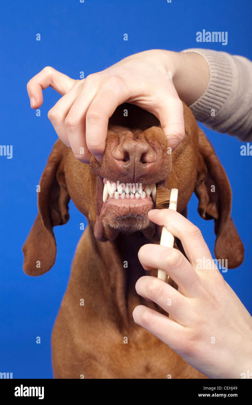 Canine teeth human hires stock photography and images Alamy