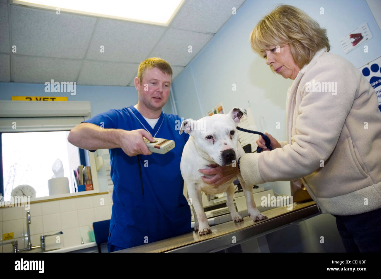 Pet having a microchip read at PDSA clinic to help with identification if lost. Stock Photo