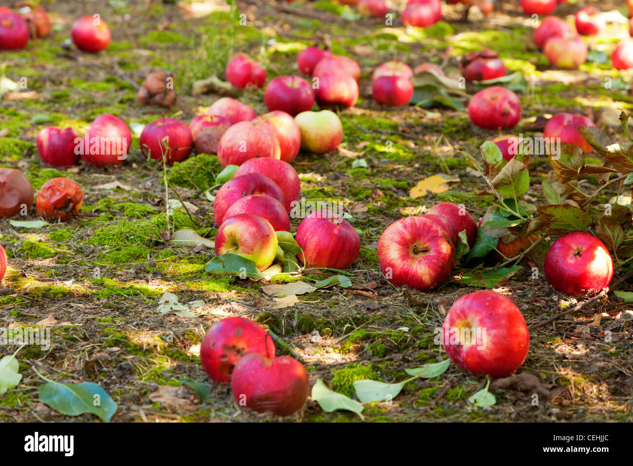 Apples ground hires stock photography and images Alamy