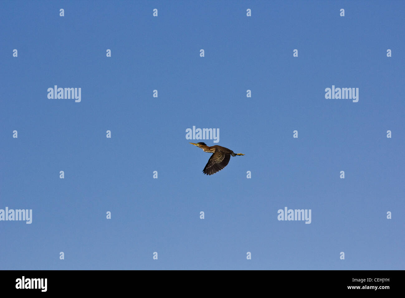 Immature green heron Stock Photo