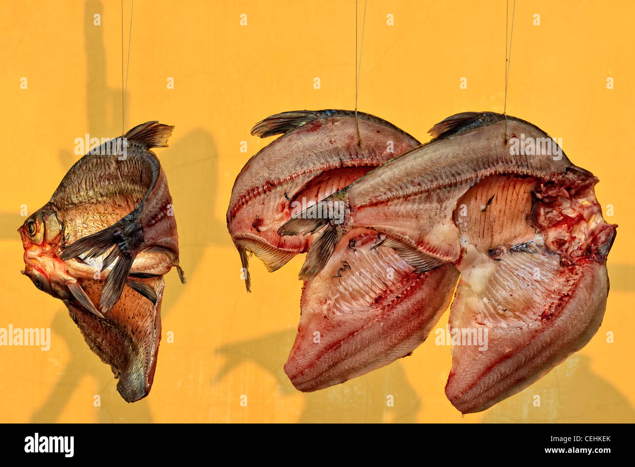 Bone Fishes High Resolution Stock Photography and Images Alamy