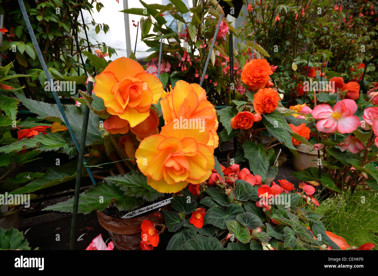 Southern hemisphere flowers in Auckland Domain's winter garden Stock