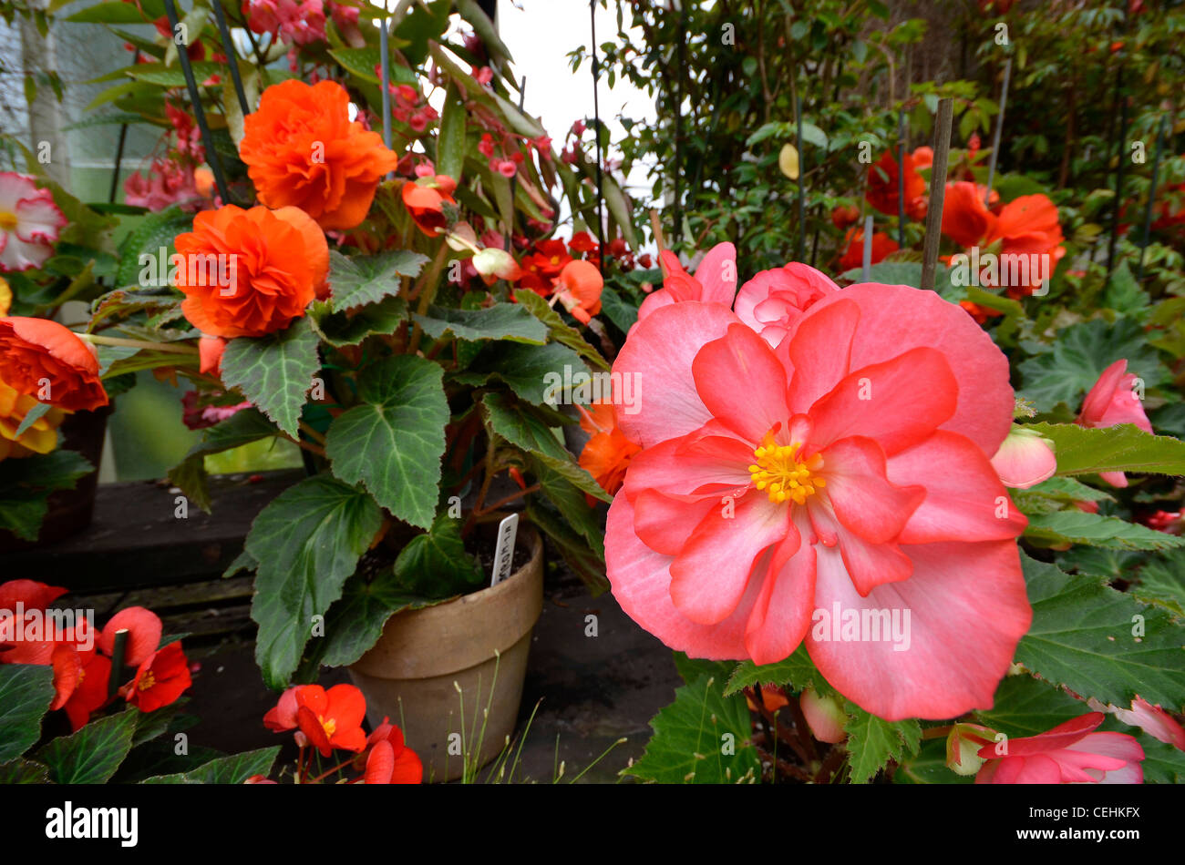 Southern hemisphere flowers in Auckland Domain's winter garden Stock Photo
