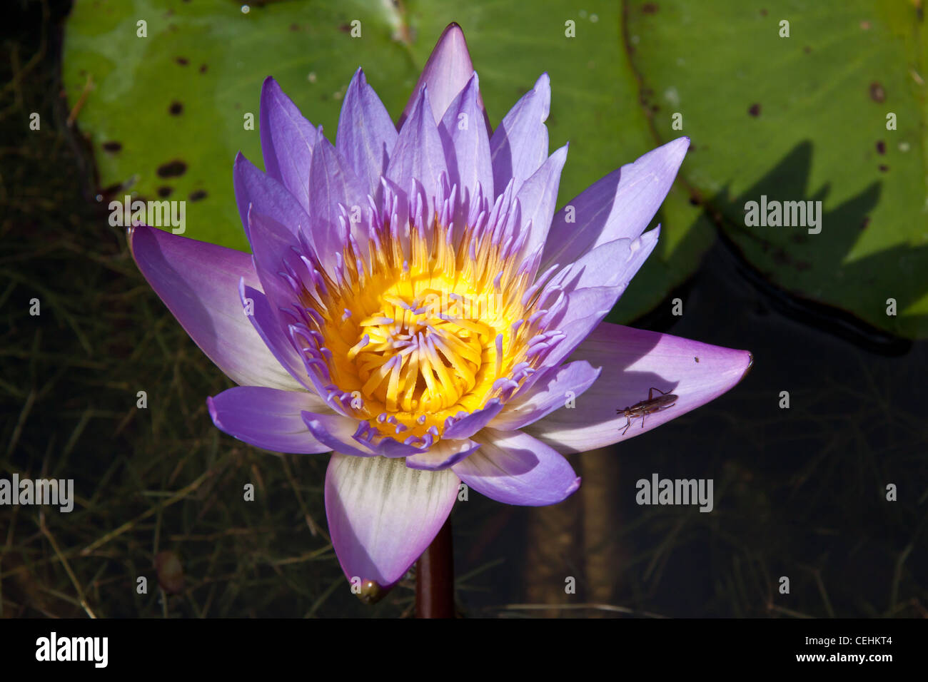 Purple with yellow large open water lily floating, large leafs in the top of the image, an insect on the lily and a lot of lily Stock Photo